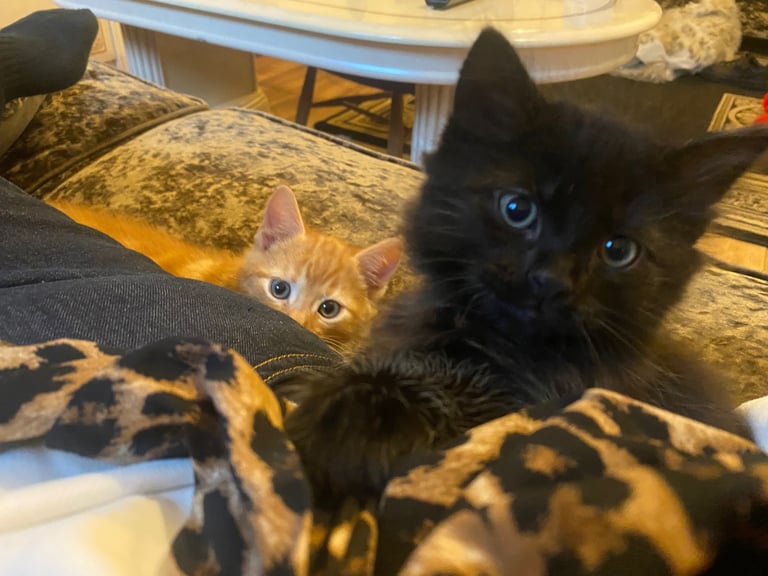 10 week old Kittens