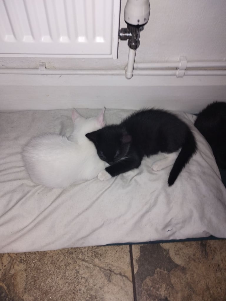 image for kittens