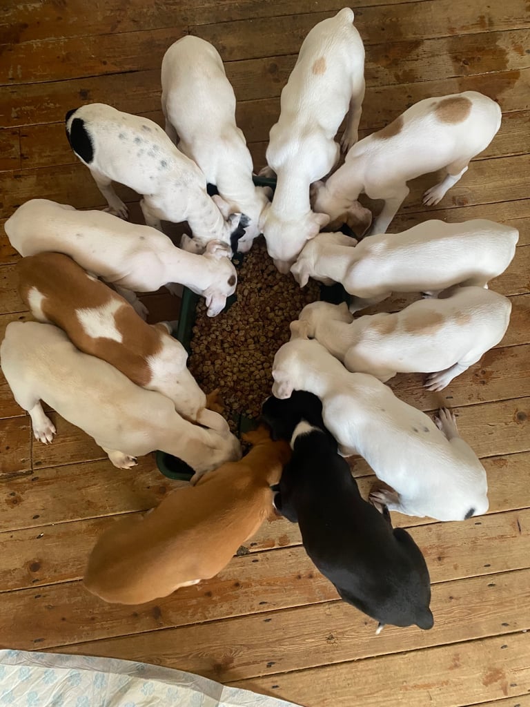 Lurcher pups 