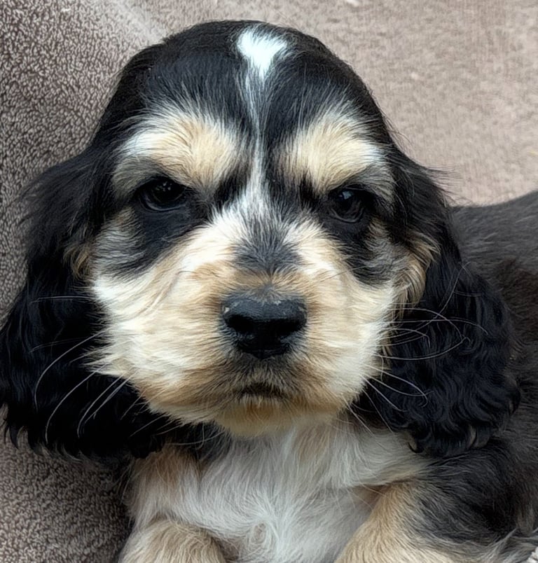 Show cocker spaniels