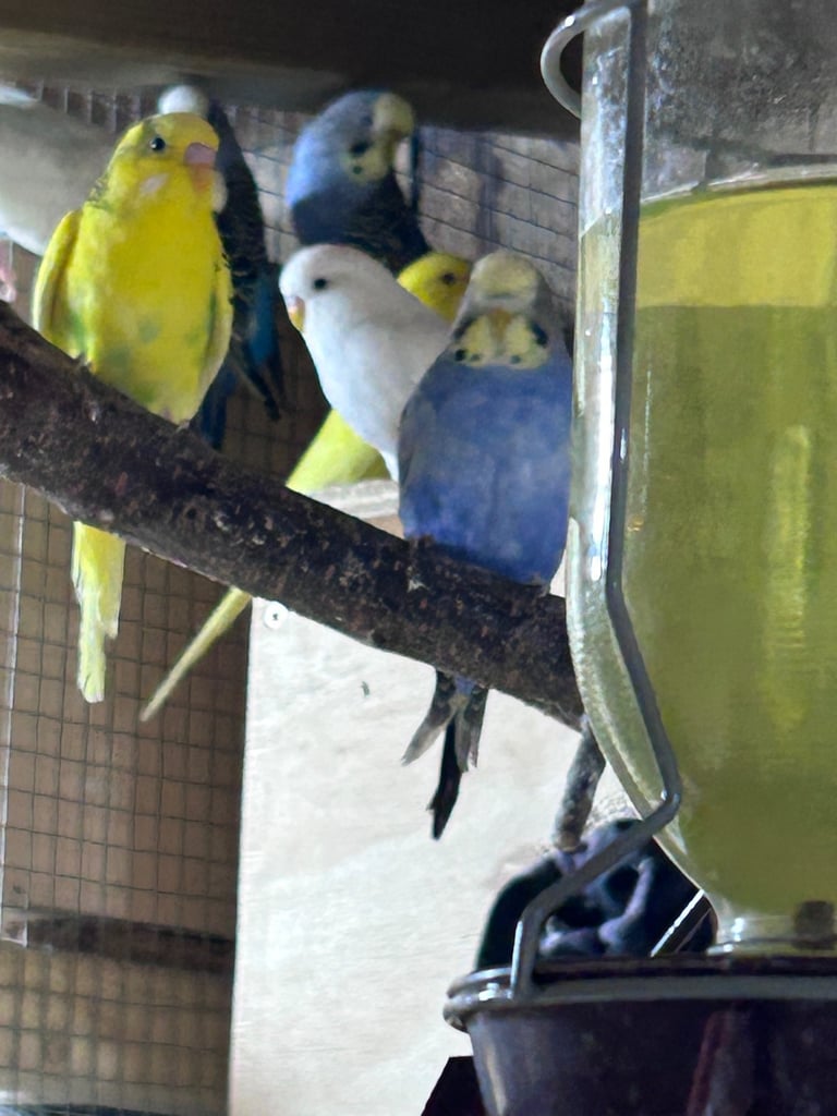 Beautiful baby budgies