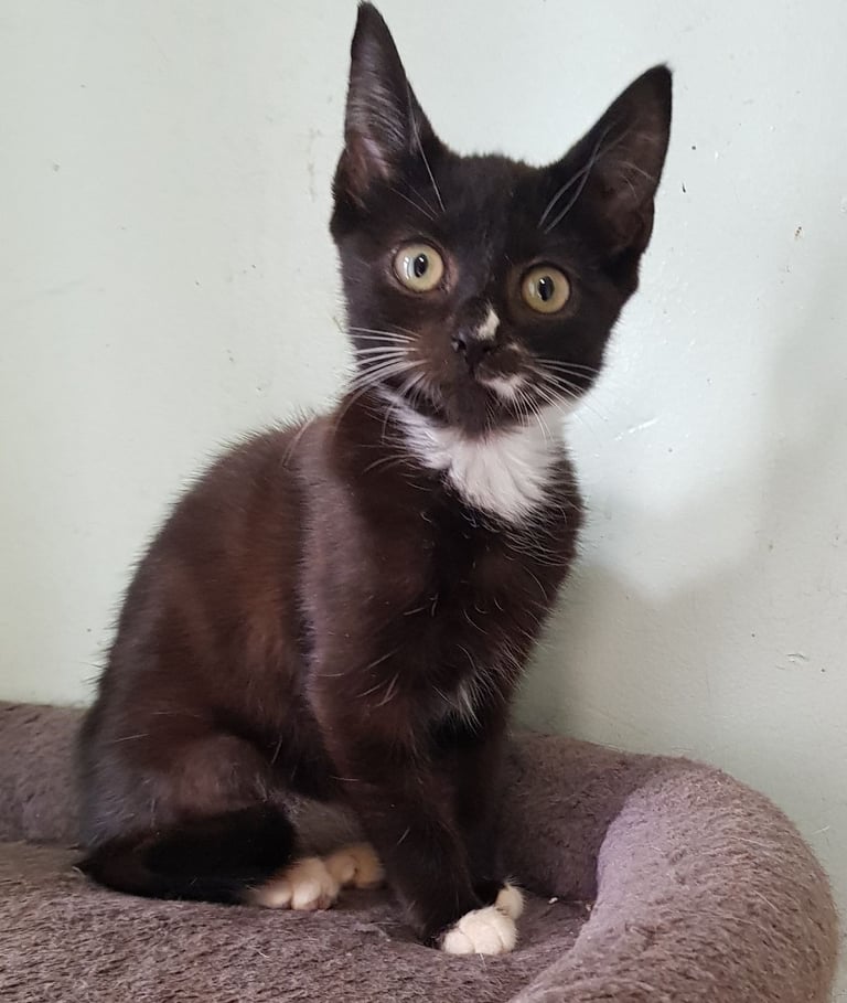 Kittens Ready Now