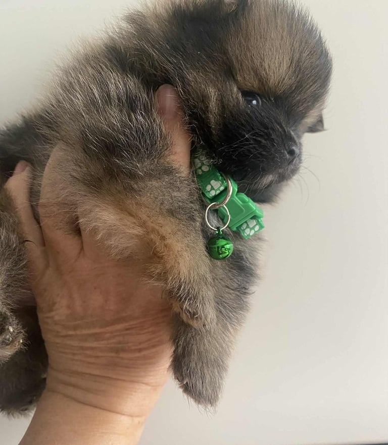 Pomeranian puppies 