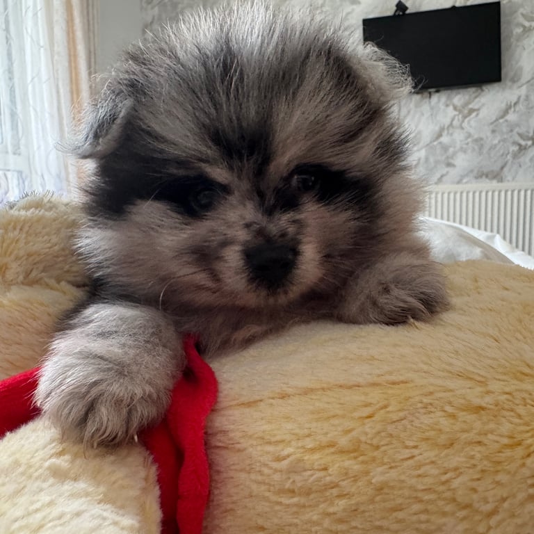 Fluffy and adorable Pomeranian puppies