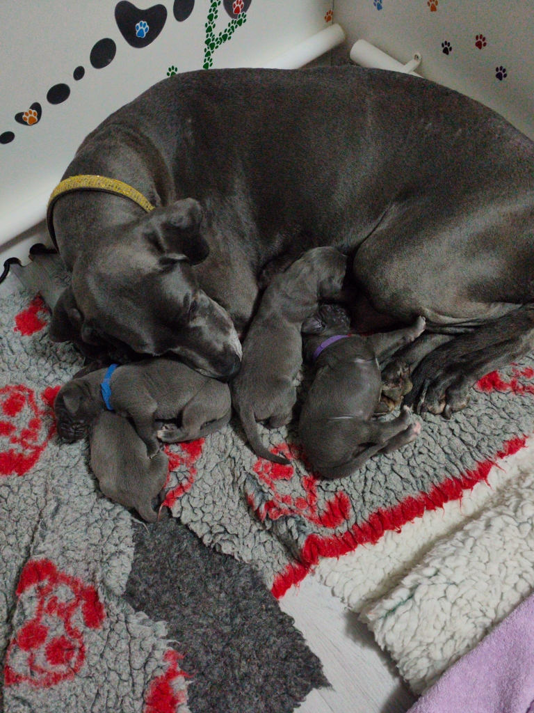 Blue Great Dane pups