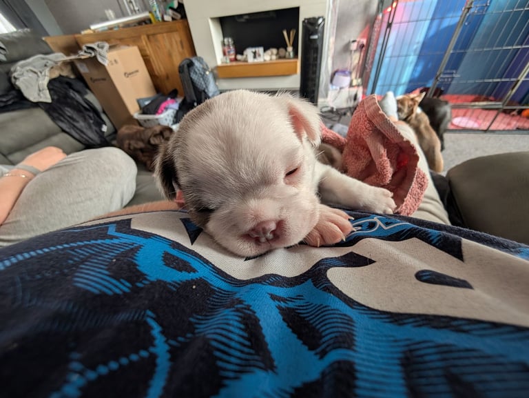 Frenchton pups