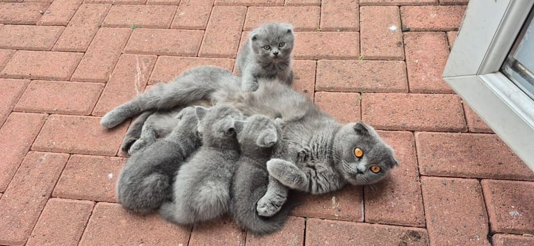 British Shorthair Blue Kittens