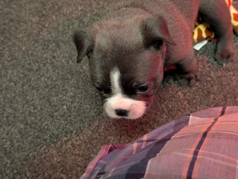 Frenchton pups