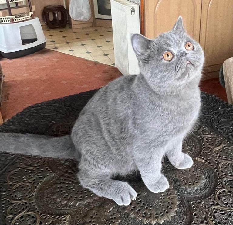 GCCF Registered Exotic Kittens 