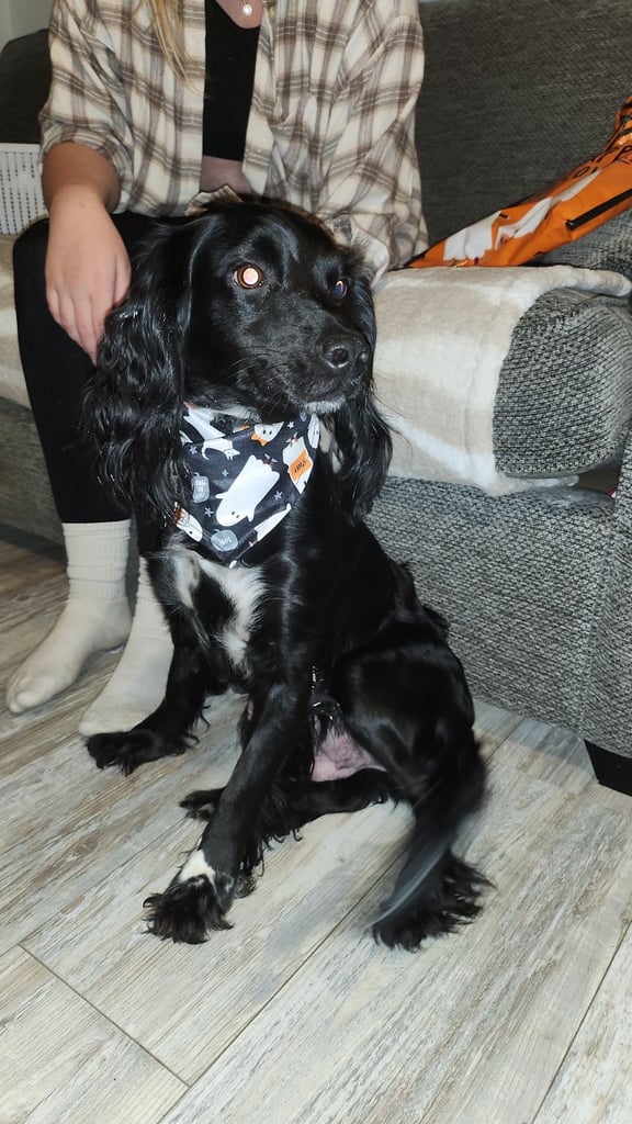 Cocker Spaniel Puppies🐕 Ready to leave December 1st🐕🎄💙💖