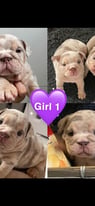 English bulldog puppies looking for a forever home. 