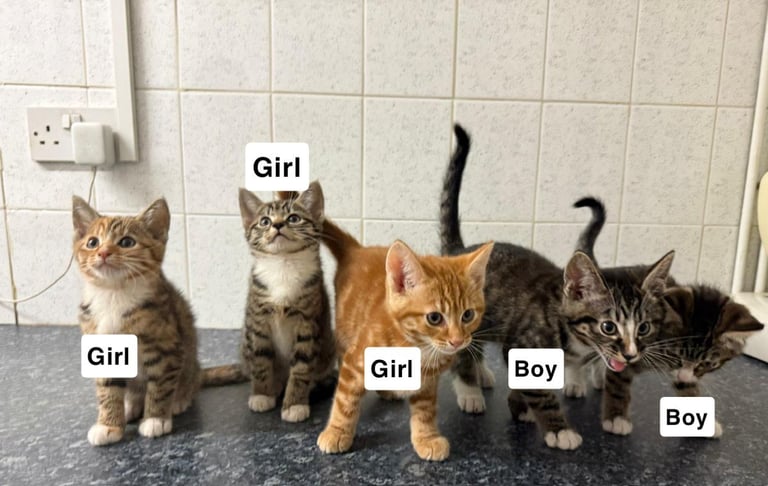 image for Kittens For Sale- 8 Weeks