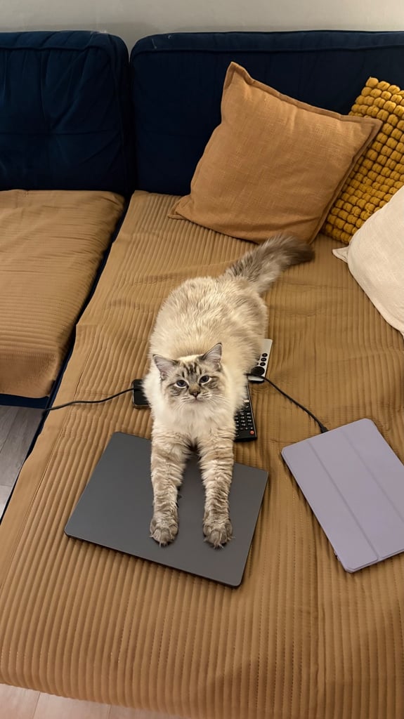 Ragdoll 