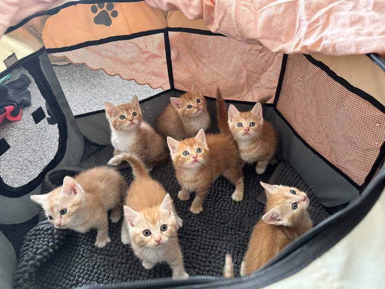 Ginger Kittens 