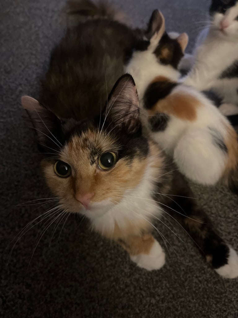 Calico kitten 