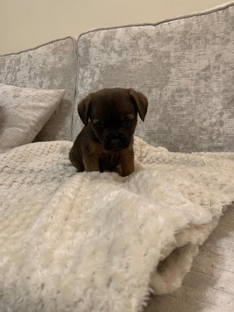 Border terrier puppies 