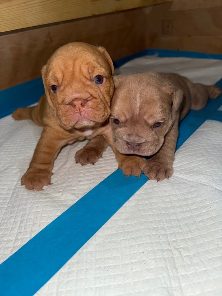 Beautiful Female English Bulldog Puppy 🩷