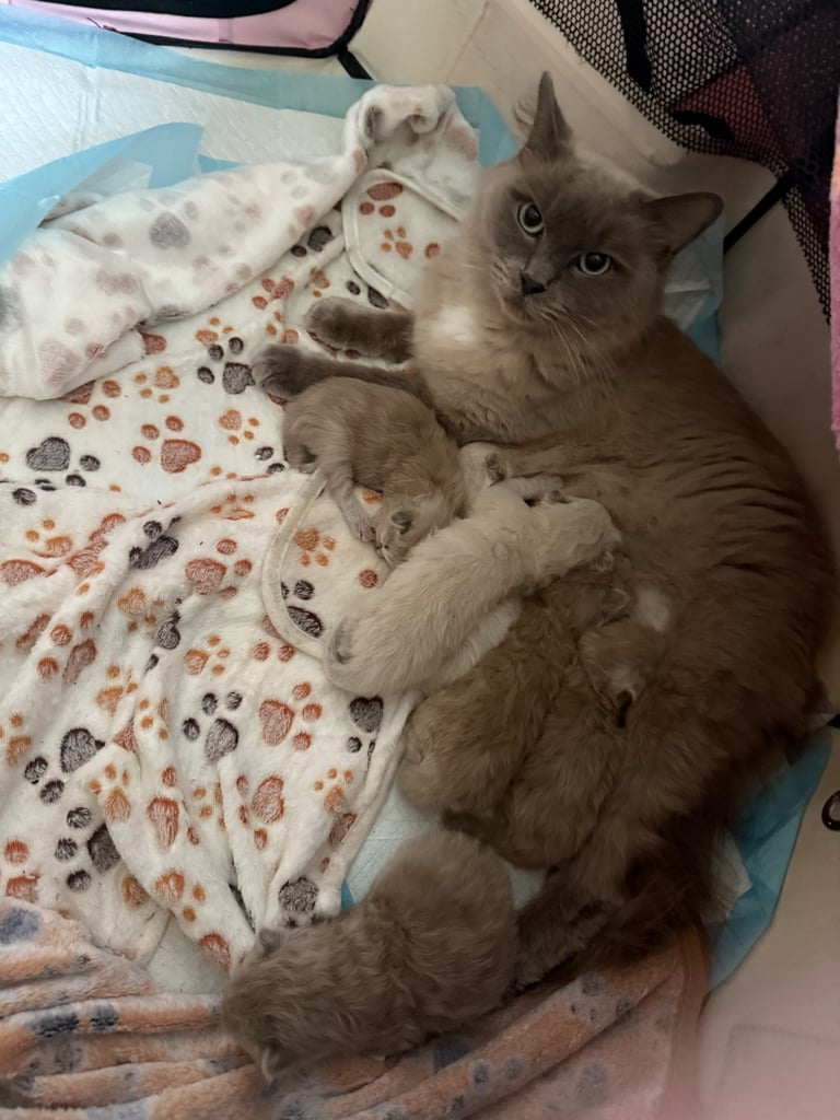 Ragdoll kittens