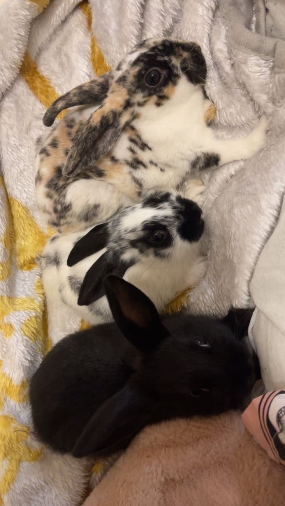 image for Beautiful bunnies