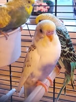 Yellow And Blue Baby Rainbow Budgie