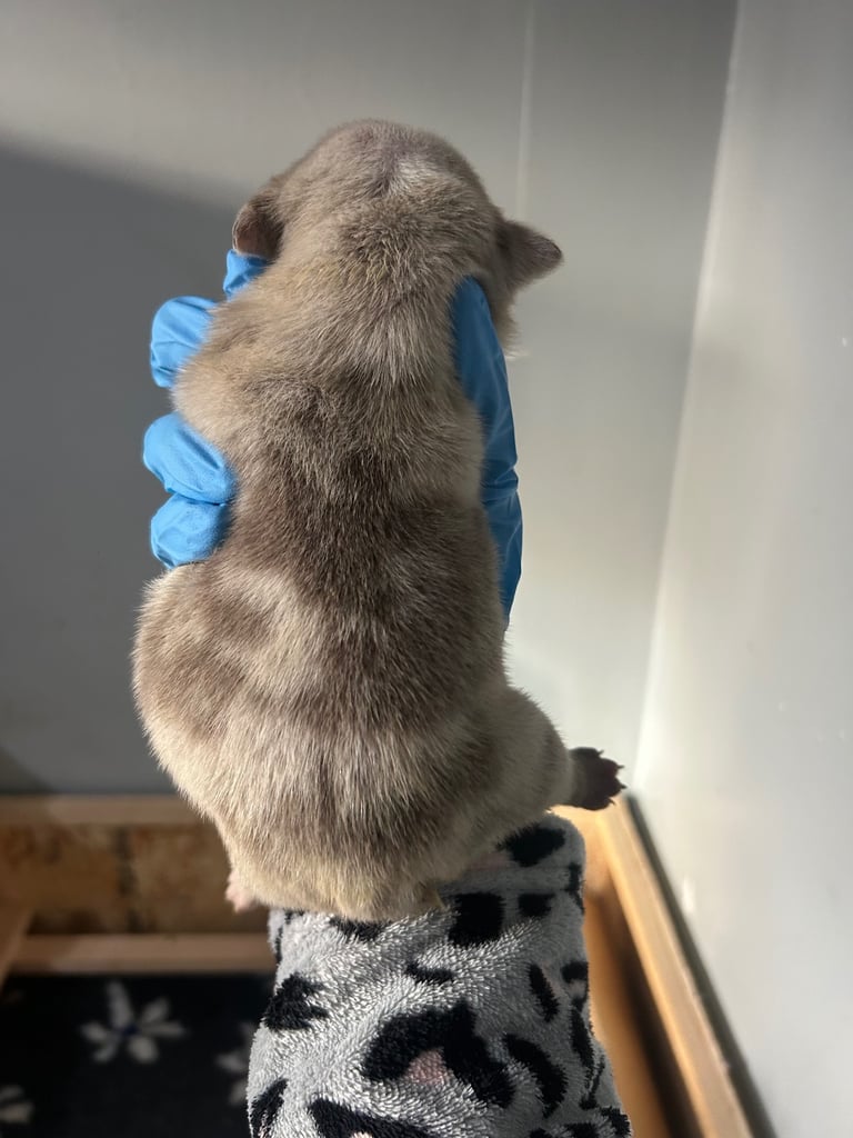 English Bull dog pups 