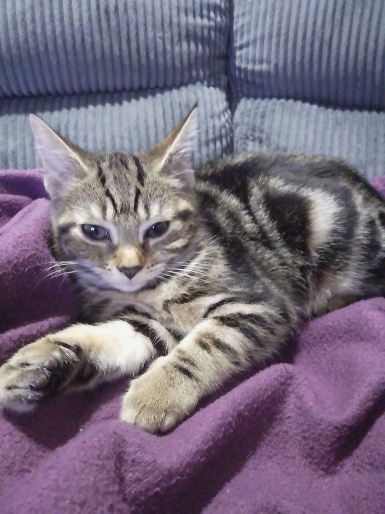 Female tabby Kitten 
