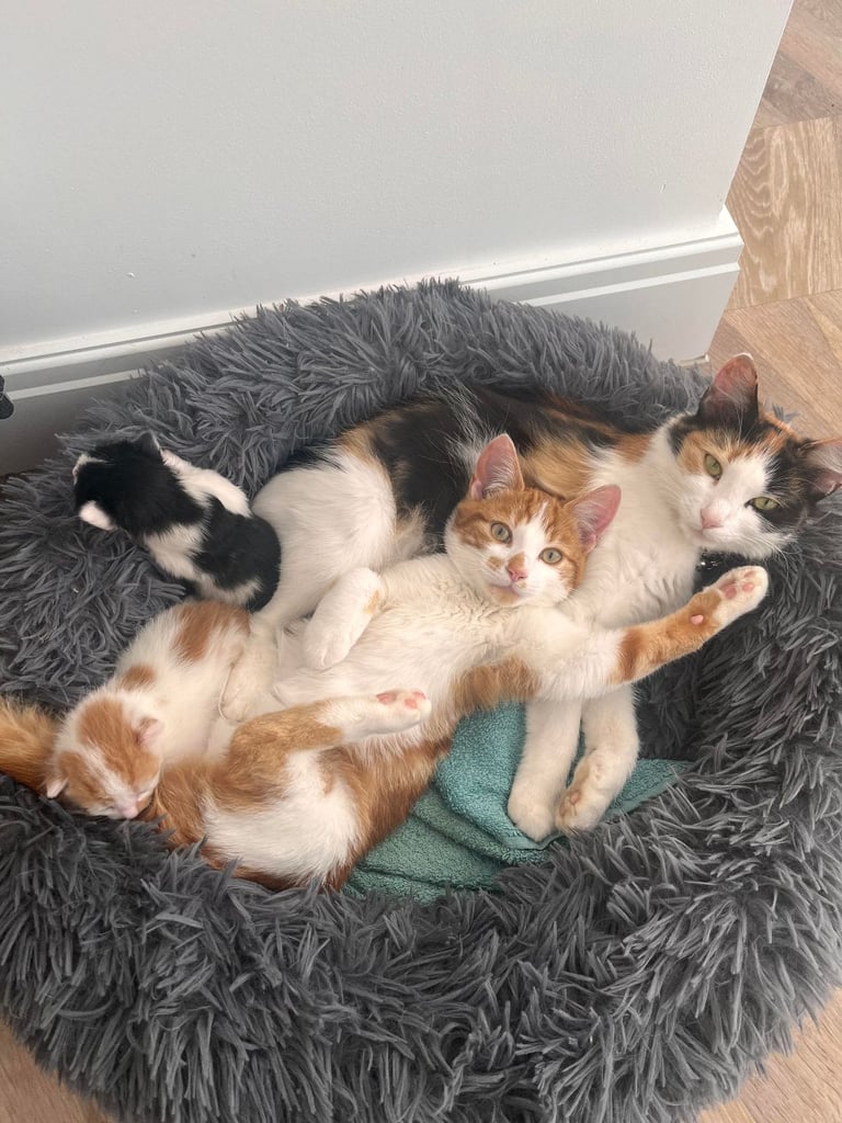 two kittens (siblings) for sale, 2 months old, £120 each