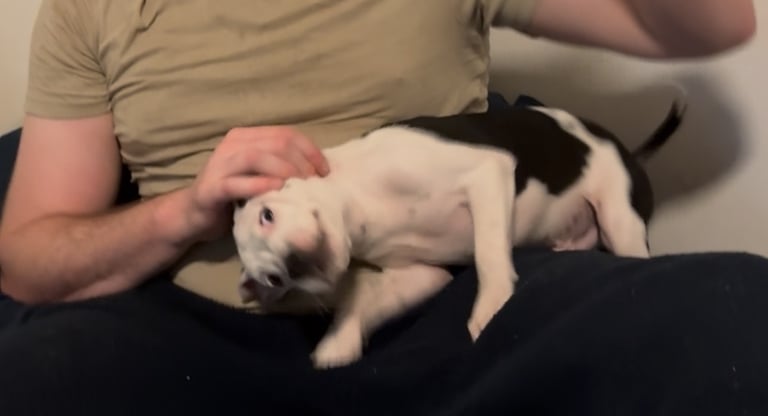 Staffordshire Bull Terrier Male Puppy