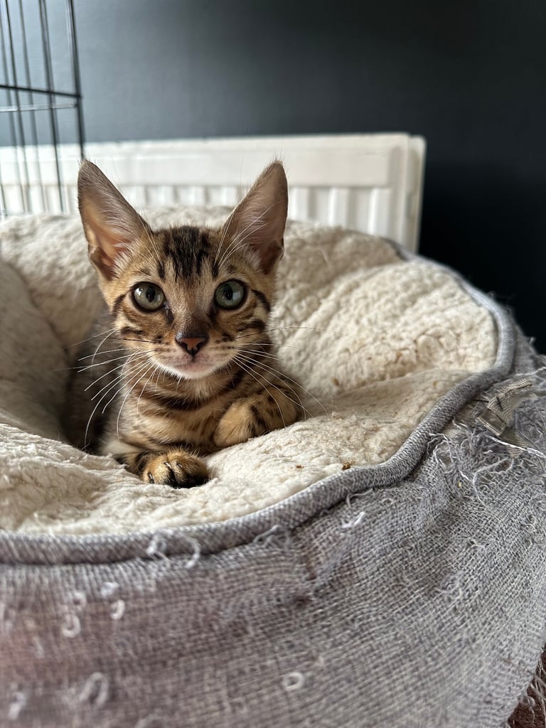 Pure Bengal kittens 