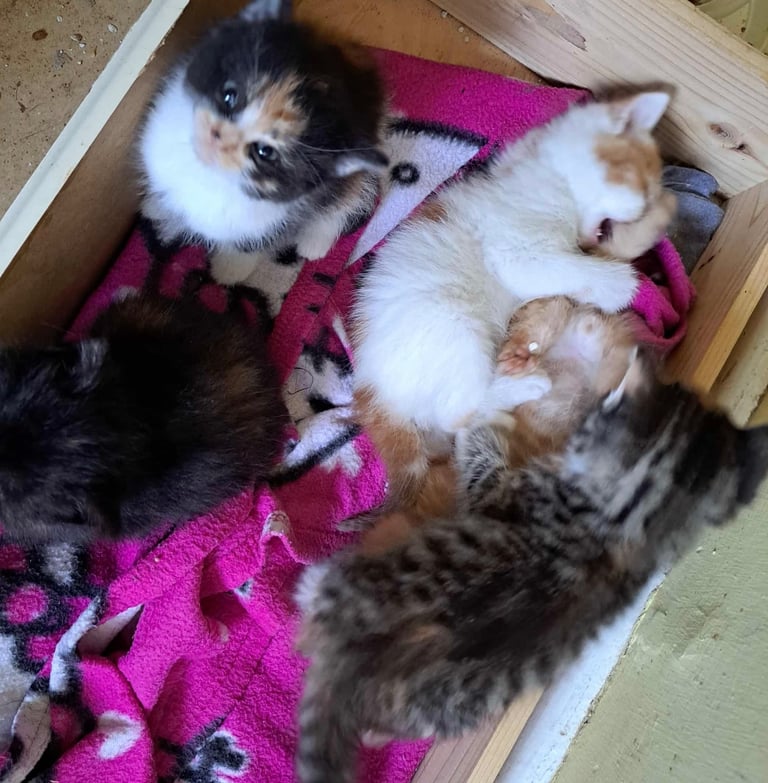 Adorable kittens 