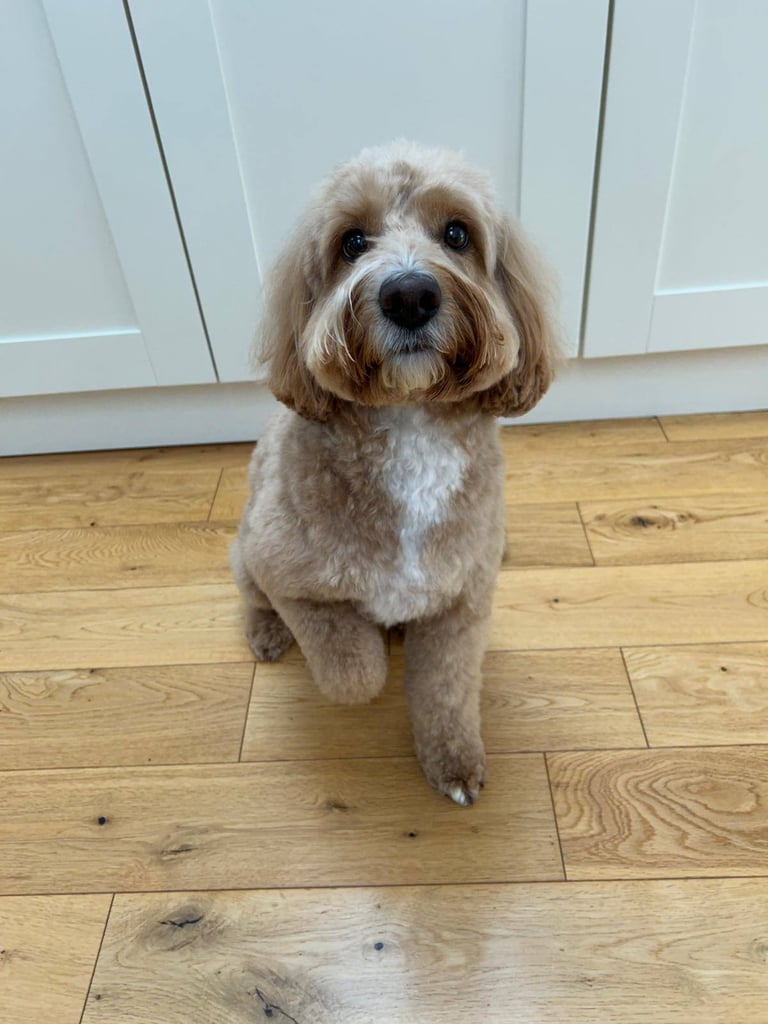 Gorgeous F1 Cockapoo Puppies