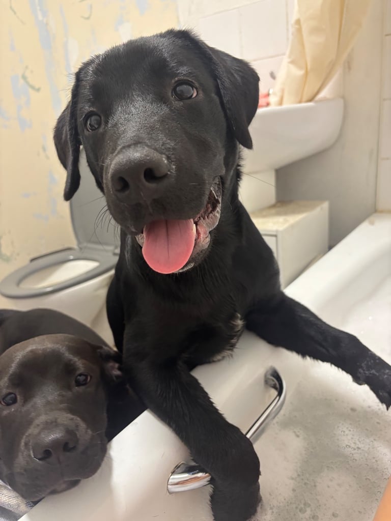 5 and 1/2 months old Staffadors Enzo and Bentley 