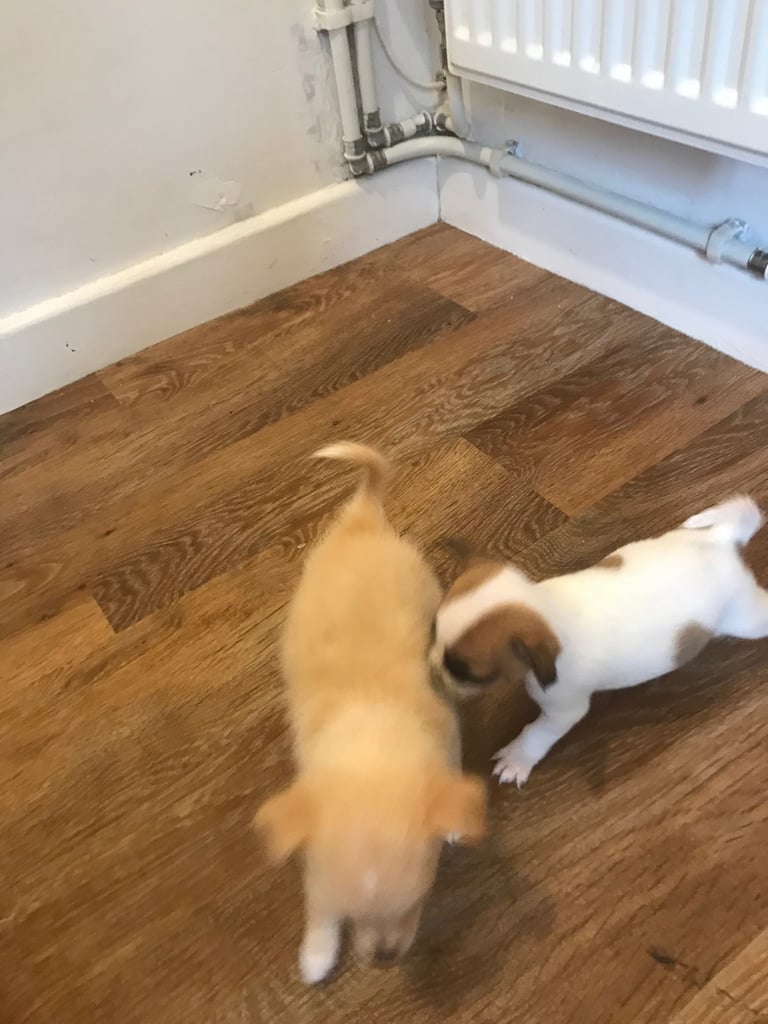6 Jack Russel x Chihuahua puppies 