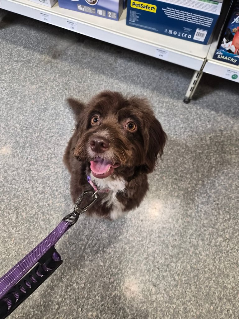 Cockapoo 