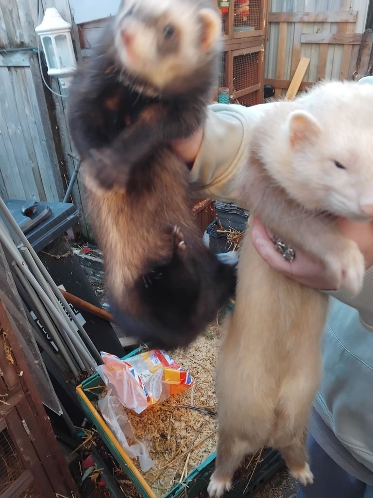 Ferrets 