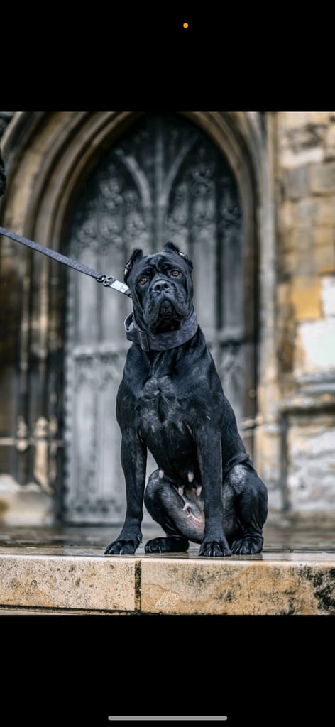 Cane Corso puppies