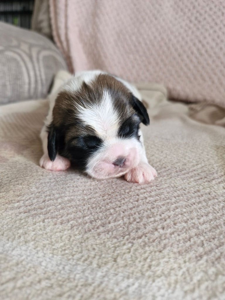 Shihtzu pups