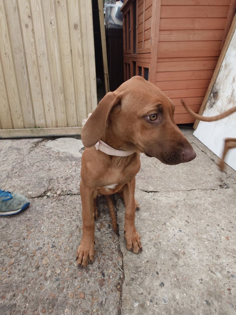 Rhodesian Ridgebacks 
