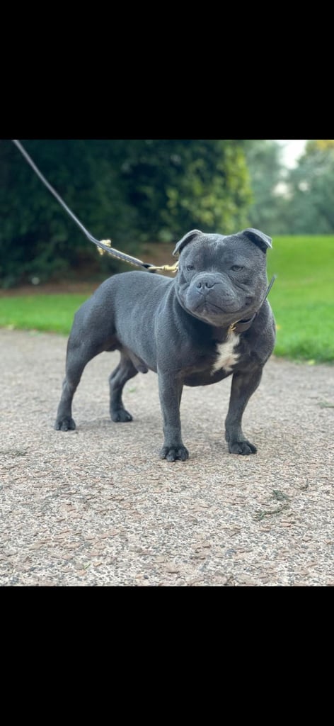 Beautiful Blue staffy puppies, KC registered ready to leave