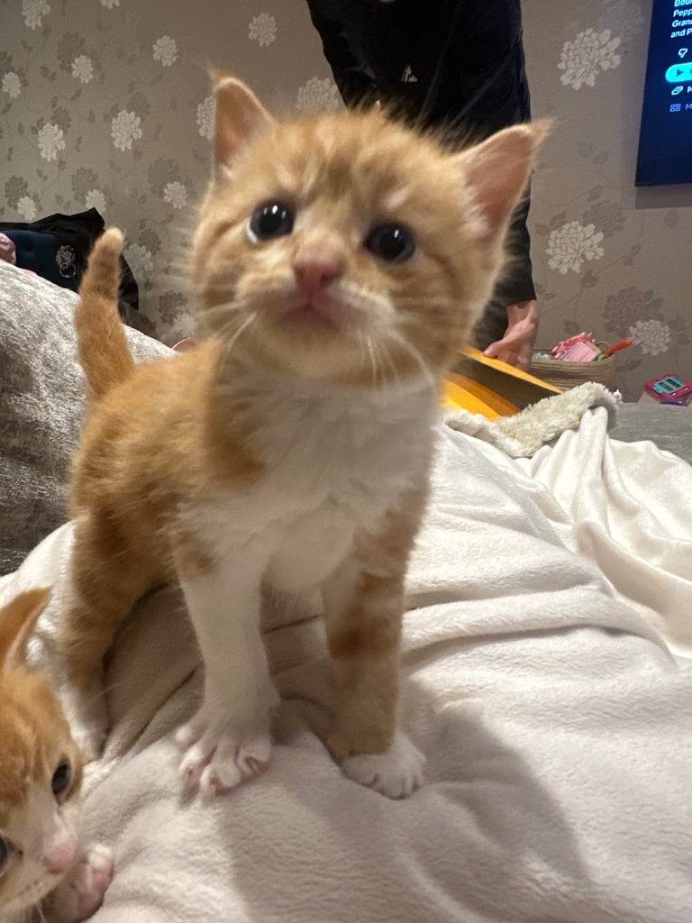 Ragdoll kittens for sale 