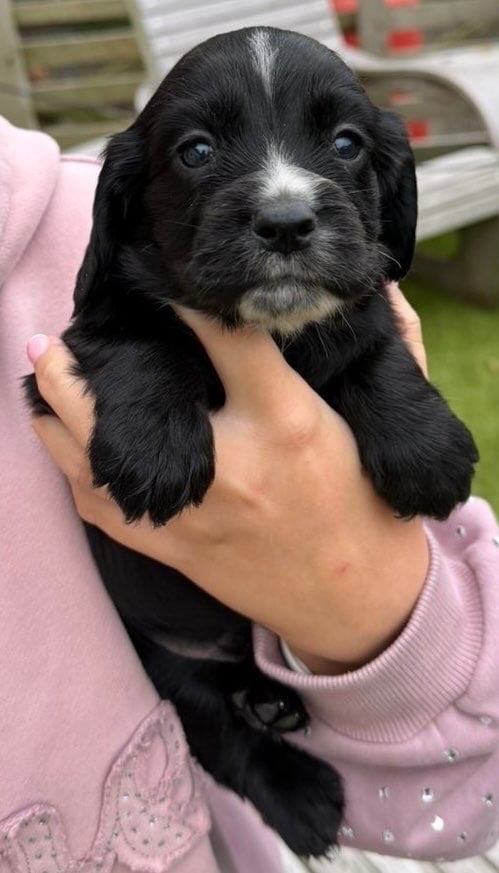Cocker spaniel puppies 