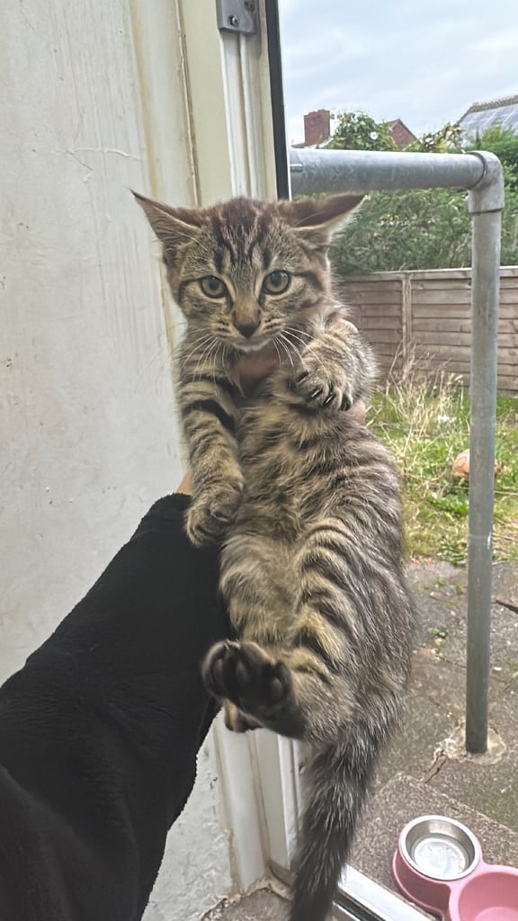 image for Tabby kitten