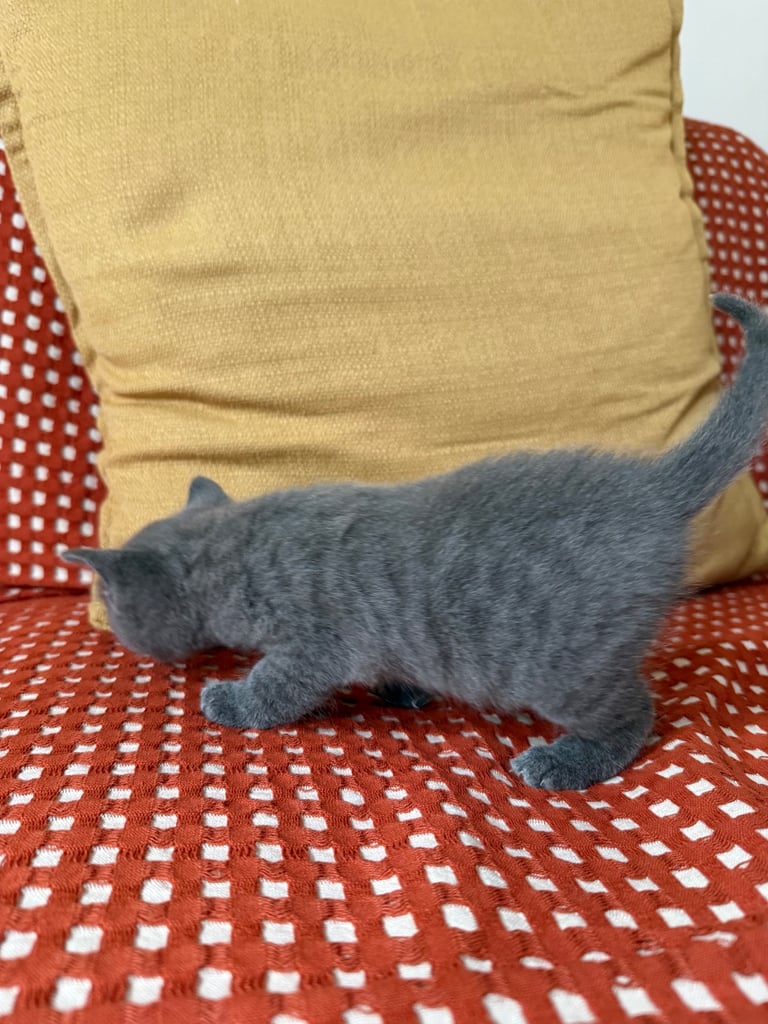 Beautiful Rare Grey Male Kitten