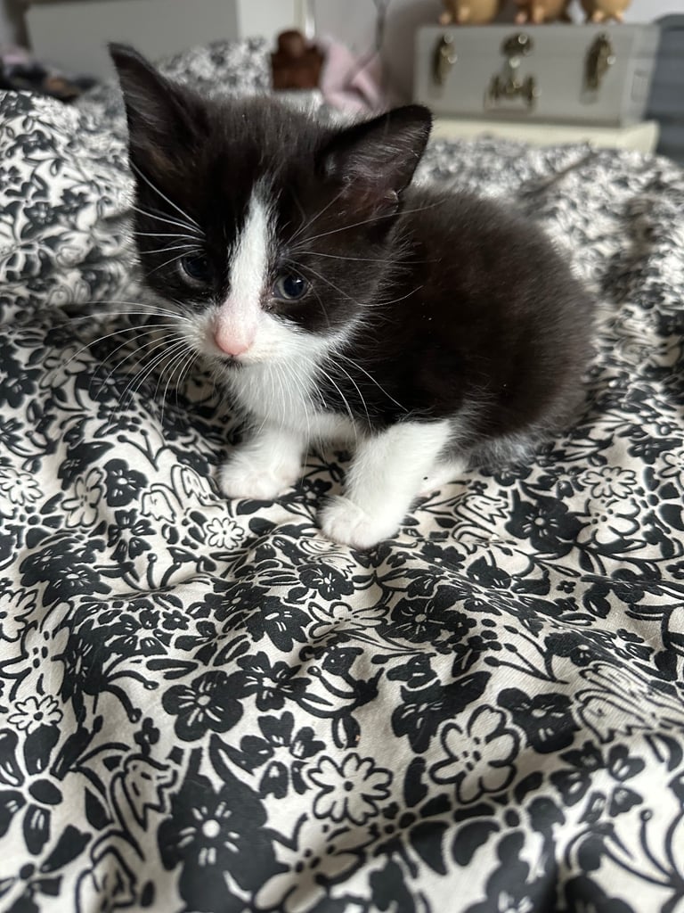 Black and white kitten 