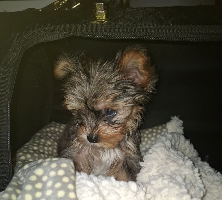 Female Yorkshire terrier 