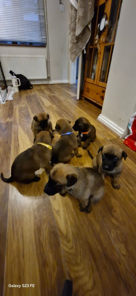 Stunning Belgian Malinois puppies for sale