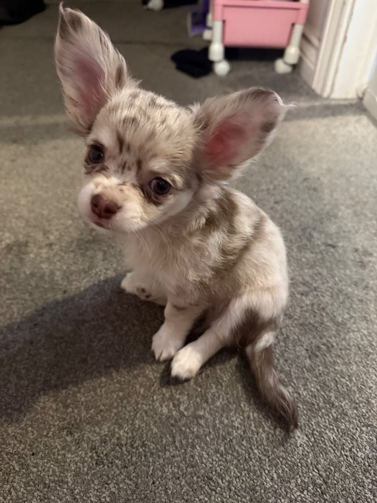Beautiful fluffy merle Chihuahua 