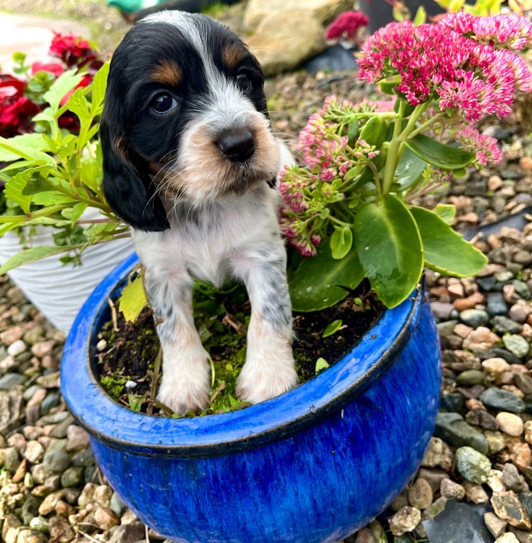 Cocker Spaniel pups 🐶 Looking for Forever Homes🐶