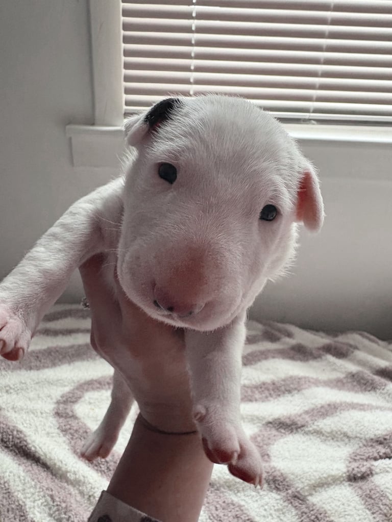 KC English Bull Terrier puppies 🐾