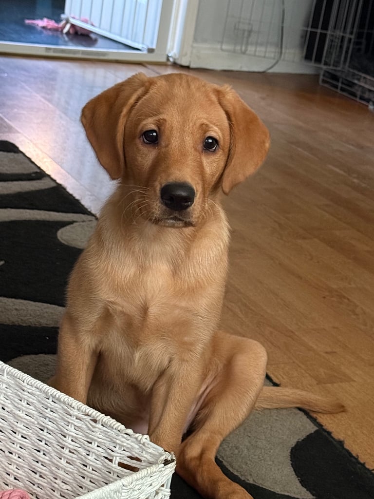 FEMALE LAB FULL KC Registered